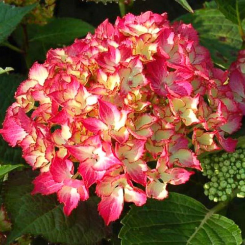 Гортензия крупнолистная Selma (Сельма)