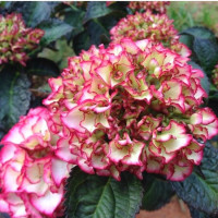 Гортензия крупнолистная Selma (Сельма)