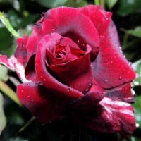 Роза чайно-гибридная Крымская Ночь (Crimean Night)