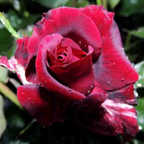 Роза чайно-гибридная Крымская Ночь (Crimean Night)