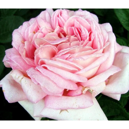 Роза чайно-гибридная Муриам