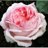 Роза чайно-гибридная Муриам
