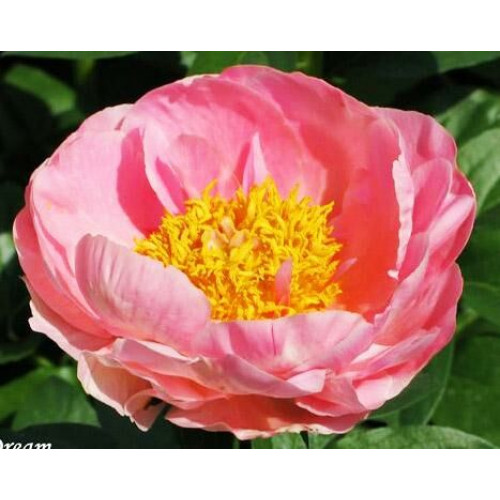 Пион Salmon Dream (Салмон Дрим)