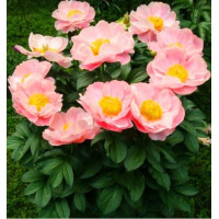 Пион Salmon Dream (Салмон Дрим)