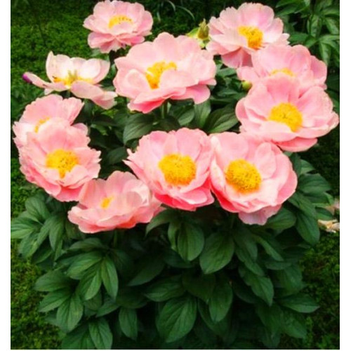 Пион Salmon Dream (Салмон Дрим)