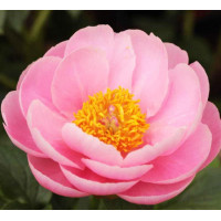 Пион Salmon Dream (Салмон Дрим)