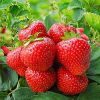 Клубника (крупноплодная) Кимберли (5 шт.)