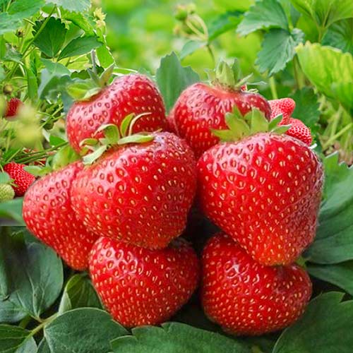 Клубника (крупноплодная) Кимберли (5 шт.)