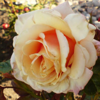 Роза чайно-гибридная Пол Рикард
