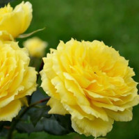 Роза флорибунда Чайна Гёл