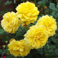 Роза флорибунда Чайна Гёл