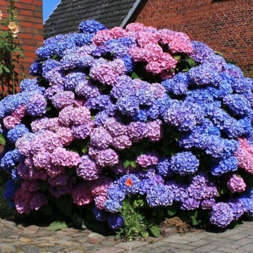 Гортензия крупнолистная Bouquet Rose (Букет Роуз)