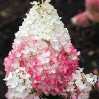 Гортензия метельчатая Strawberry Blossom