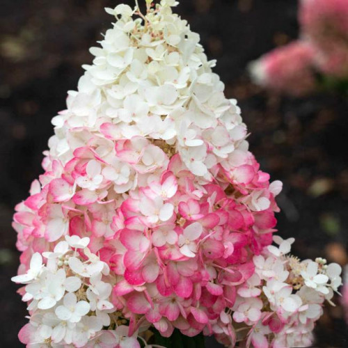 Гортензия метельчатая Strawberry Blossom