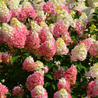 Гортензия метельчатая Strawberry Blossom