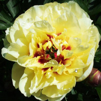 Пион Yellow Waterlilly (Йеллоу Уотерлили)