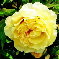 Пион Yellow Waterlilly (Йеллоу Уотерлили)