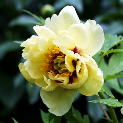 Пион Yellow Waterlilly (Йеллоу Уотерлили)