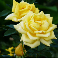 Роза чайно-гибридная Berolina