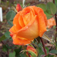 Роза чайно-гибридная Франс Либр