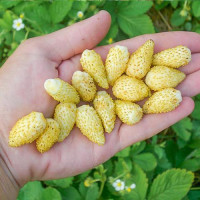 Клубника (мелкоплодная) Желтое чудо (5 шт.)