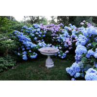 Гортензия крупнолистная Nikko Blue (Никко Блу)
