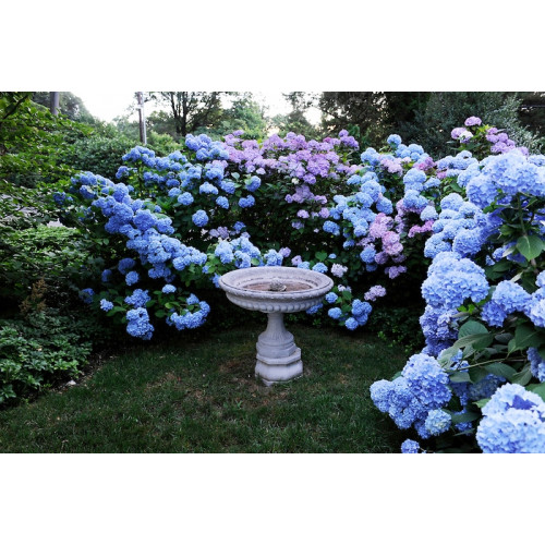 Гортензия крупнолистная Nikko Blue (Никко Блу)