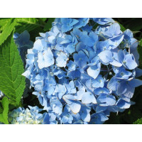 Гортензия крупнолистная Nikko Blue (Никко Блу)