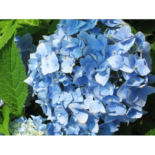 Гортензия крупнолистная Nikko Blue (Никко Блу)