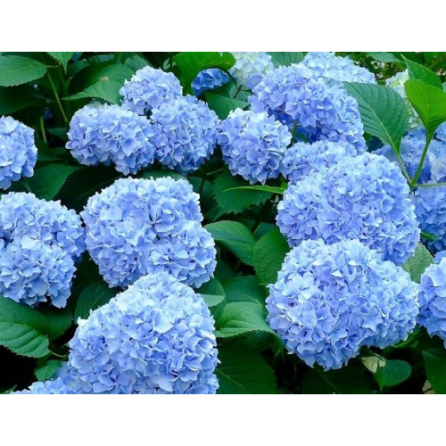 Гортензия крупнолистная Nikko Blue (Никко Блу)