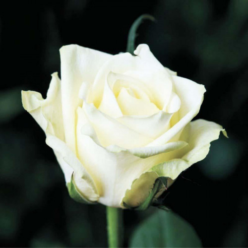 Роза чайно-гибридная Вайт Наоми (White Naomi)