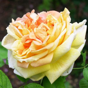 Роза чайно-гибридная Солей д'Ор