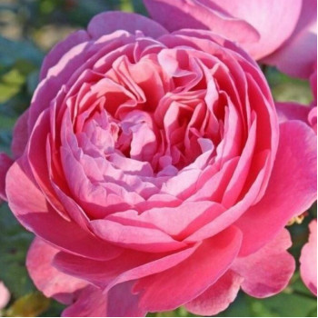 Роза шраб Кёльнер Флора (Kolner Flora)