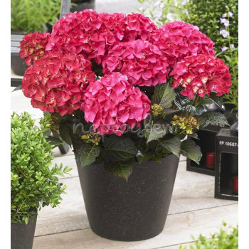 Гортензия крупнолистная Dark Angel