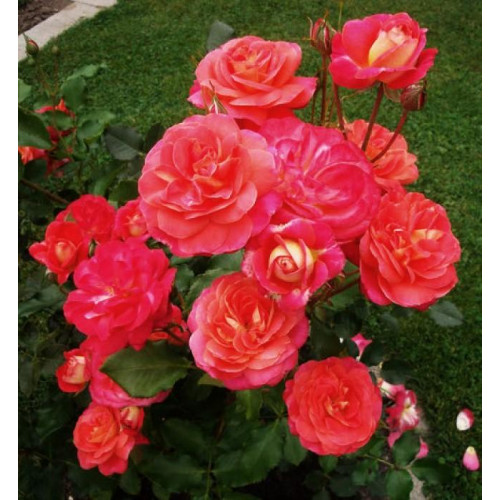 Роза флорибунда Мидсаммер (Midsummer)