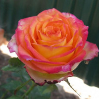 Роза чайно-гибридная Утопия