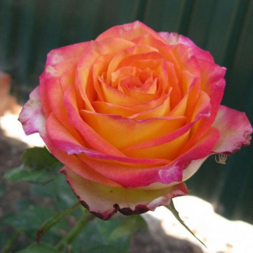 Роза чайно-гибридная Утопия