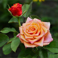 Роза чайно-гибридная Черри Бренди (Cherry Brandy)