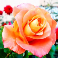 Роза чайно-гибридная Экзотика (Exotica)