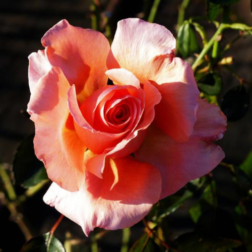 Роза чайно-гибридная Экзотика (Exotica)