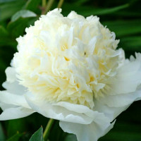 Пион Charlie's White (Чарли Вайт)