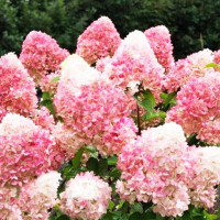 Гортензия метельчатая Pink & Rose (Пинк энд Роуз)
