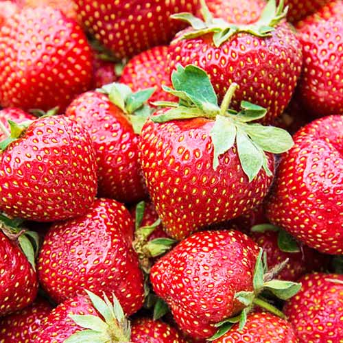 Клубника (крупноплодная) Фейт (5 шт.)