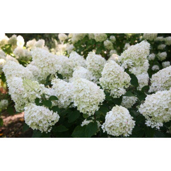 Гортензия метельчатая Silver Dollar (Сильвер Доллар)