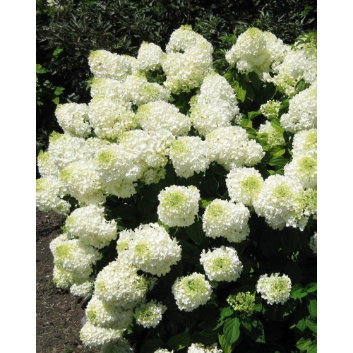 Гортензия метельчатая Silver Dollar (Сильвер Доллар)