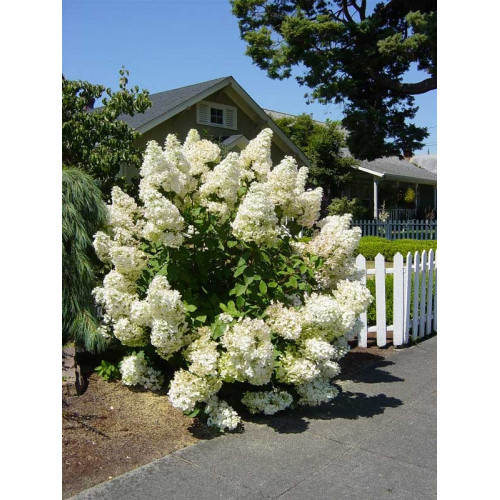 Гортензия метельчатая Silver Dollar (Сильвер Доллар)