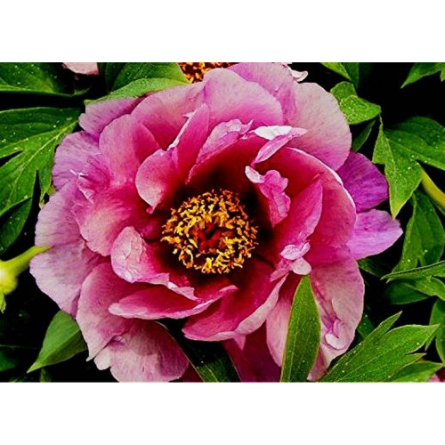 Пион Yankee Doodle Dandy (Янки Дудл Денди)