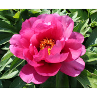 Пион Yankee Doodle Dandy (Янки Дудл Денди)