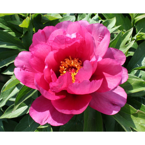 Пион Yankee Doodle Dandy (Янки Дудл Денди)